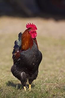 Domestic Chicken cock in meadow