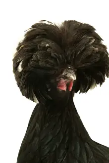 Crests Prints: Domestic Chicken Dutch breed