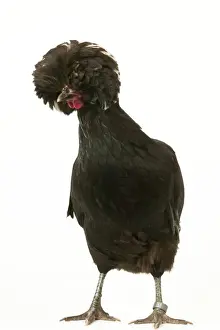 Chickens Prints: Domestic Chicken Dutch breed