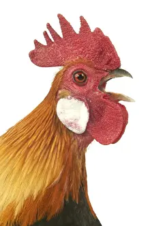 Singing Prints: Domestic Chicken Dutch breed Close-up of head