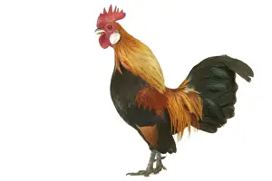 Leadership Prints: Domestic Chicken Dutch Gild breed