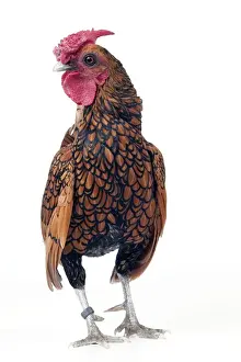 Chickens Prints: Domestic Chicken “Gilded Sebright” breed
