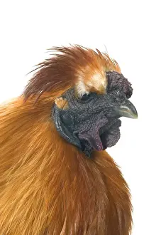Domestic Chicken Hen “Black silk” race