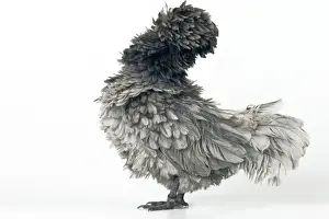 Domestic Chicken Hen “Blue curled Padoue” race