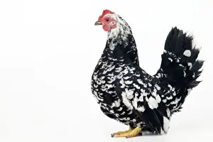Chicken Prints: Domestic Chicken Nagasaki breed