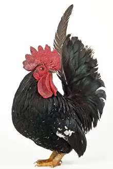 Chickens Prints: Domestic Chicken Nagasaki breed