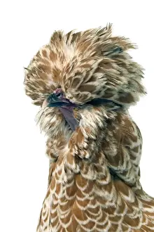 Crests Prints: Domestic Chicken Padoue chamois race