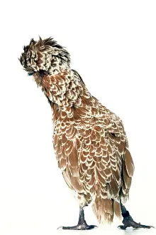 Chickens Prints: Domestic Chicken Padoue chamois race