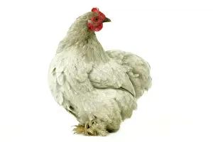 Chicken Prints: Domestic Chicken Peking Bantam breed