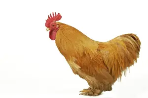 Orange Prints: Domestic Chicken Rooster Peking Bantam breed