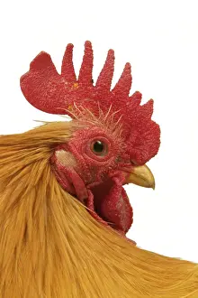 Bantams Prints: Domestic Chicken Rooster Peking Bantam breed