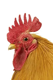 Domestic Chicken Rooster Peking Bantam breed