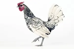Domestic Chicken Silver-plated Sebright breed