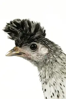 Chickens Prints: Domestic Chicken “Upper-crust Appelzeloise” breed