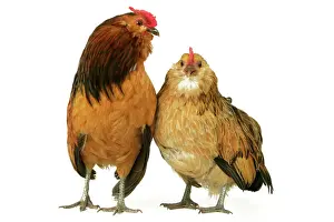 Domestic Chickens Bearded of Antwerp breed