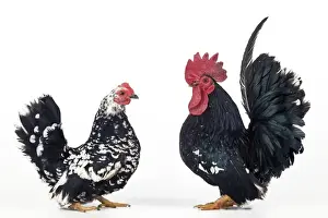 Domestic Chickens Nagasaki breed