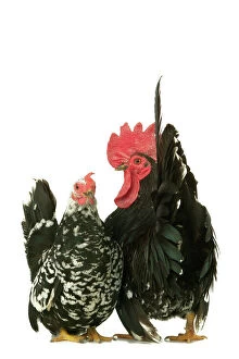 Cockerel Collection: Domestic Chickens Nagasaki breed
