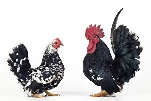 Domestic Chickens - pair of Nagasaki breed