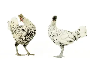 Domestic Chickens Upper-crust Appelzeloise breed