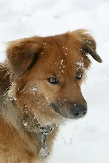 Mongrel Prints: Domestic Dog - in snow, wearing collar and ID / name tag