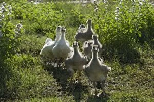 Images Dated 15th July 2012: Domestic Ducklings