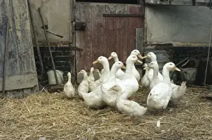 Farms Prints: Domestic Ducks - in barn