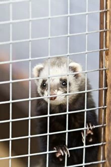 Images Dated 5th March 2011: Domestic Ferret - in cage