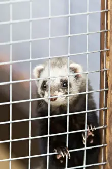 Ferrets Prints: Domestic Ferret - in cage - Lower Saxony - Germany