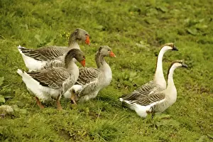 Domestic Geese “Goose of Toulouse” and “Guinea Geese”