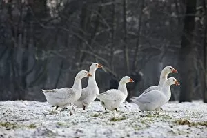 Images Dated 7th January 2010: Domestic Geese - in snow