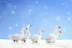 Christmas Prints: Domestic Geese - in snow Digital Manipulation: falling snow, ground snow (ME) & sky