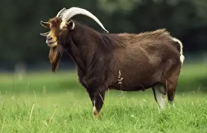 Domestic Goat