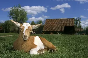 Farm Buildings Prints: Domestic Goat Belgium