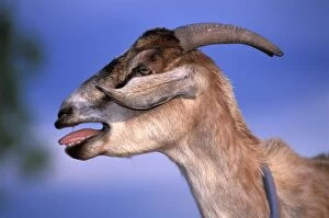Domestic GOAT - bleating, side view