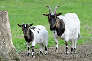 Domestic Goat - female with kid