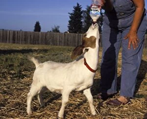 Bottle Gallery: Domestic Goat - rescued baby (approximately 1-2)