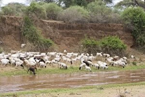 Images Dated 25th July 2008: Domestic Goats - feeding by river. Laikipiac Masaai Village in Il Ngwesi Group Ranch Area - Kenya