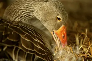 Domestic Goose “Goose of Toulouse”