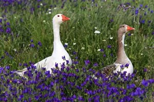 Images Dated 13th April 2013: Domestic Goose - pair in field of flowers Alentejo