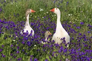 Father And Young Gallery: Domestic Goose parents with goslings in field of