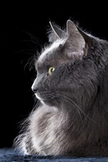 Domestic gray, long-haired cat named Smokey