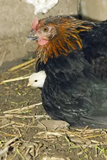 Caring Prints: Domestic Hen - brooding chick under feathers - in hen shed - Lower Saxony - Germany