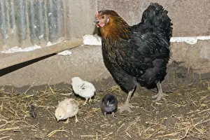 Shed Prints: Domestic Hen - with three chicks in hen shed - Lower Saxony - Germany