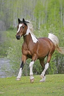 Caballus Gallery: Domestic Horse Pinto Gelding running in meadow