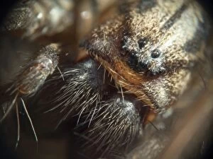 Images Dated 5th June 2013: Domestic House Spider