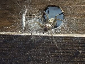 Images Dated 5th June 2013: Domestic House Spider