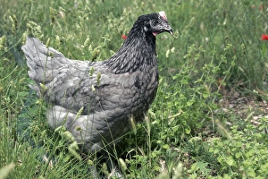 <b class=qtipBold><figcaption>Domestic livestock - Chicken</figcaption></b><br>WAT-12635 Domestic livestock - Chicken M. Watson Please note that prints are for personal display purposes only and may not be reproduced in any way.<br><em>© M.Watson/ardea.com</em> Domestic livestock - Chicken