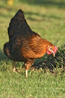 <b class=qtipBold><figcaption>Domestic livestock - Chicken</figcaption></b><br>WAT-12636 Domestic livestock - Chicken M. Watson Please note that prints are for personal display purposes only and may not be reproduced in any way.<br><em>© M.Watson/ardea.com</em> Domestic livestock - Chicken
