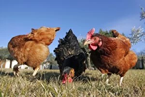 Domestic livestock - Chickens