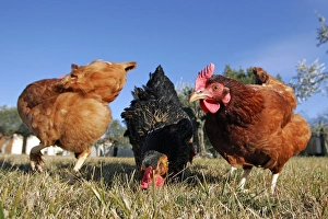 Images Dated 28th January 2005: Domestic livestock - Chickens